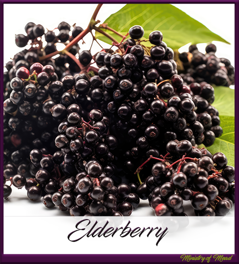 Elderberry in Mead Making