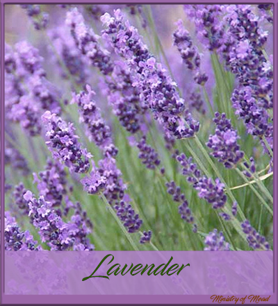 Lavender in Mead Making