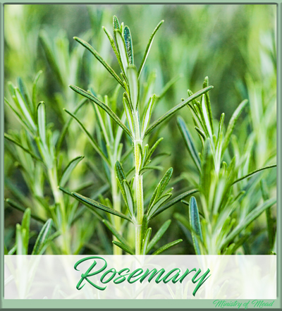 Rosemary in mead making